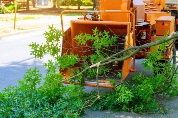 Best Seasonal Cleanup (Spring/Fall)  in Tladega, AL