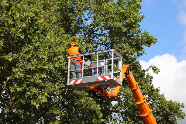 Best Tree Risk Assessment  in Tladega, AL