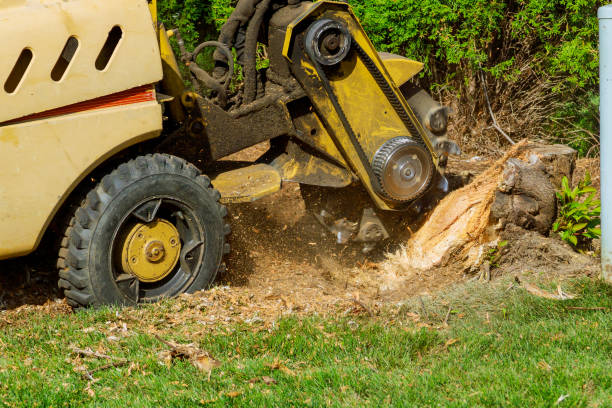 How Our Tree Care Process Works  in  Talladega, AL