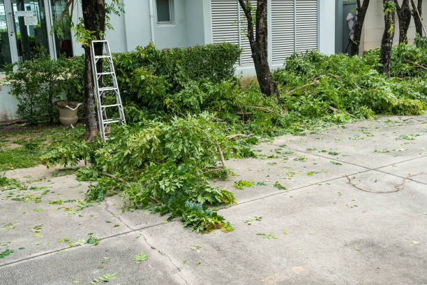 Best Aeration Services  in Tladega, AL