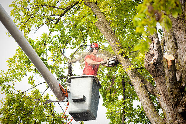 Best Utility Line Clearance  in Tladega, AL