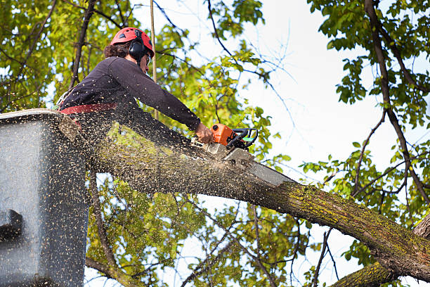 Trusted Talladega, AL Tree Services Experts